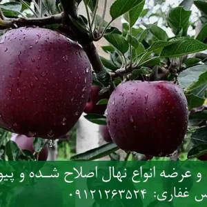 نهال سیب سیاه پایه M9 + نهال شناسنامه‌دار و اصلاح شده