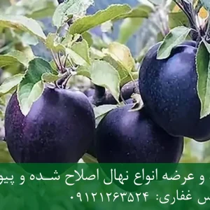 نهال سیب سیاه پایه رویشی + مناسب احداث باغ تجاری