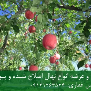 نهال سیب فرانسوی پایه M106 + مناسب احداث باغ تجاری