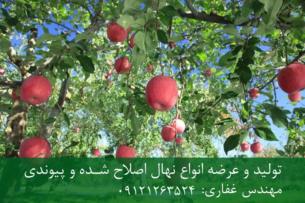 نهال سیب فرانسوی پایه M106 + مناسب احداث باغ تجاری22 نهال سیب فرانسوی پایه M106 + مناسب احداث باغ تجاری