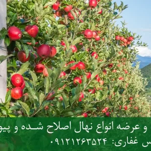 نهال سیب فرانسوی پایه M111 + ریشه قوی، رشد مناسب و باردهی بالا