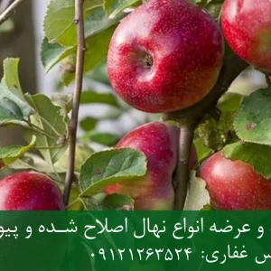 نهال سیب فرانسوی پایه M27 + نهال شناسنامه‌دار و اصلاح شده
