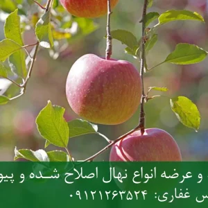 نهال سیب فرانسوی پایه M7 + مناسب احداث باغ تجاری
