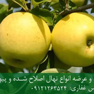 نهال سیب فرانسوی پایه M9 + نهال شناسنامه‌دار و اصلاح شده