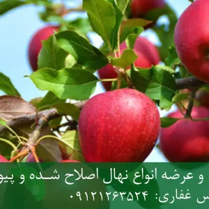 نهال سیب فرانسوی پایه رویشی + مناسب احداث باغ تجاری