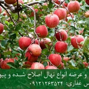 نهال سیب فوجی پایه M7 + نهال شناسنامه‌دار و اصلاح شده