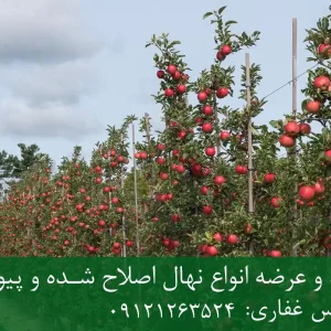 نهال سیب فوجی پایه M9 + مناسب احداث باغ فوق متراکم و اقتصادی