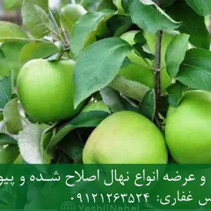 نهال سیب فوجی پایه رویشی + نهال اصلاح‌شده و شناسنامه‌دار