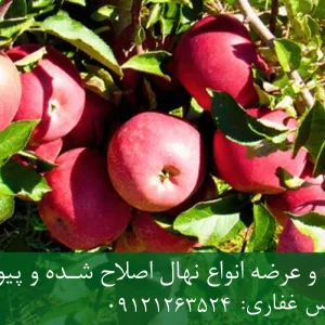 نهال سیب لبنان قرمز پایه رویشی + نهال اصلاح‌شده و شناسنامه‌دار