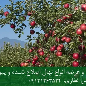 نهال سیب لبنانی قرمز پایه M106 + مناسب احداث باغ نیمه‌متراکم و اقتصادی