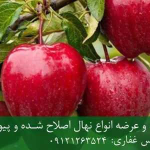 نهال سیب لبنانی قرمز پایه M111 + نهال شناسنامه‌دار و اصلاح شده