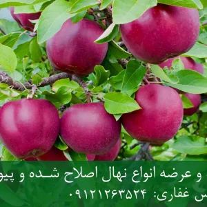 نهال سیب لبنانی قرمز پایه M27 + مناسب احداث باغ فوق متراکم و اقتصادی