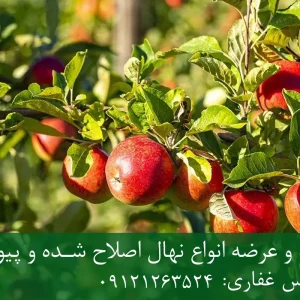 نهال سیب لبنانی قرمز پایه M7 + مناسب احداث باغ نیمه‌متراکم و اقتصادی