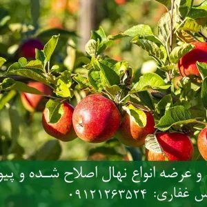 نهال سیب لبنانی پایه M106 + نهال شناسنامه‌دار و اصلاح شده