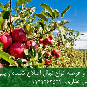 نهال سیب لبنانی پایه M111 + نهال شناسنامه‌دار و اصلاح شده