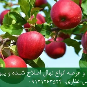 نهال سیب لبنانی پایه M27 + نهال شناسنامه‌دار و اصلاح شده