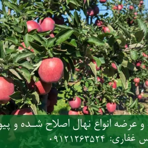 نهال سیب لبنانی پایه M7 + نهال شناسنامه‌دار و اصلاح شده