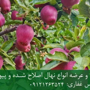 نهال سیب لبنانی پایه M9 + مناسب احداث باغ فوق متراکم