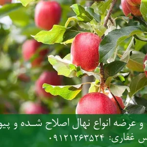 نهال سیب لبنانی پایه رویشی + نهال اصلاح‌شده و شناسنامه‌دار