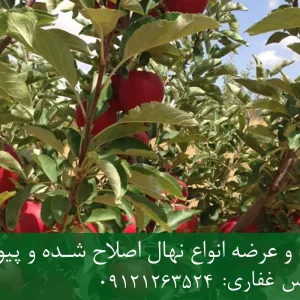 نهال سیب چرومین پایه M106 + مناسب احداث باغ تجاری