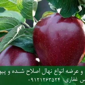 نهال سیب چرومین پایه M111 + ریشه قوی، رشد مناسب و باردهی بالا