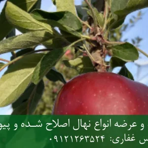 نهال سیب چرومین پایه M27 + نهال شناسنامه‌دار و اصلاح شده