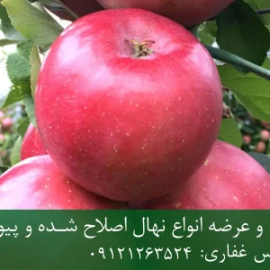 نهال سیب چرومین پایه M7 + رشد نیمه‌پاکوتاه، باردهی بالا و ریشه سالم