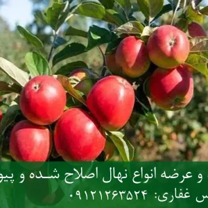 نهال سیب چرومین پایه M9 + مناسب احداث باغ فوق متراکم