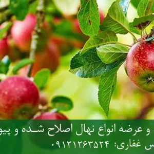 نهال سیب چرومین پایه رویشی + مناسب احداث باغ تجاری