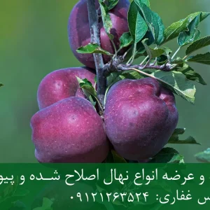 نهال سیب گالا پایه M106 + مناسب احداث باغ نیمه‌متراکم و اقتصادی