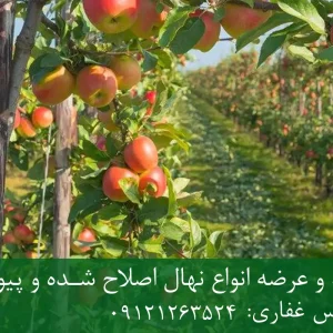 نهال سیب گالا پایه M7 + مناسب احداث باغ نیمه‌متراکم و اقتصادی