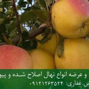 نهال سیب گالا پایه رویشی + مناسب احداث باغ تجاری