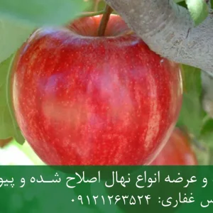 نهال سیب گلاب پایه M106 + مناسب احداث باغ تجاری