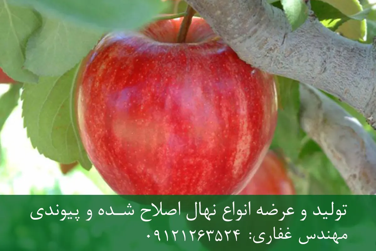 نهال سیب گلاب پایه M106 + مناسب احداث باغ تجاری نهال سیب گلاب پایه M106 + مناسب احداث باغ تجاری