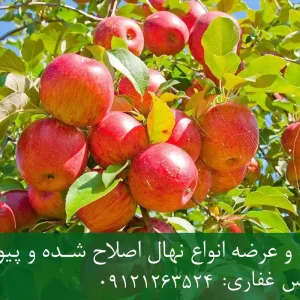 نهال سیب گلاب پایه M111 + نهال شناسنامه‌دار و اصلاح شده