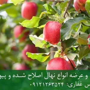 نهال سیب گلاب پایه M27 + بهترین انتخاب برای تولید سیب باکیفیت