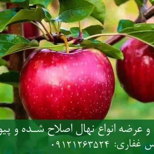 نهال سیب گلاب پایه M7 + مناسب احداث باغ تجاری و اقتصادی