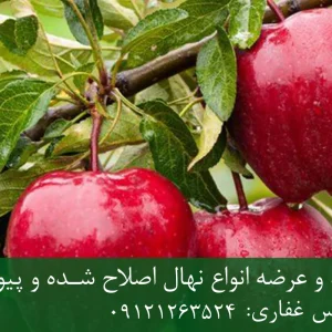 نهال سیب گلاب پایه M9 + نهال شناسنامه‌دار و اصلاح شده