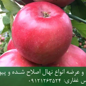 نهال سیب گلاب پایه رویشی + مناسب احداث باغ تجاری