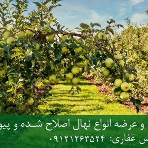 نهال سیب گلدن دلشیز پایه M106 + نهال شناسنامه‌دار و اصلاح شده