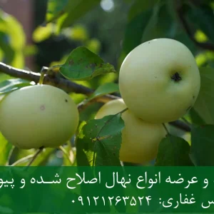 نهال سیب گلدن دلشیز پایه M111 + ریشه قوی، رشد مناسب و باردهی بالا