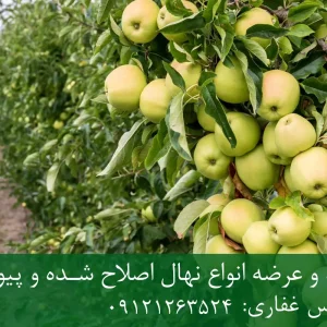 نهال سیب گلدن دلشیز پایه M27 + رشد پاکوتاه، باردهی زودرس و عملکرد بالا