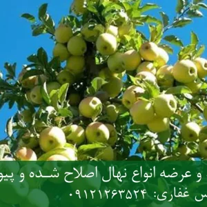 نهال سیب گلدن دلشیز پایه M7 + مناسب احداث باغ تجاری