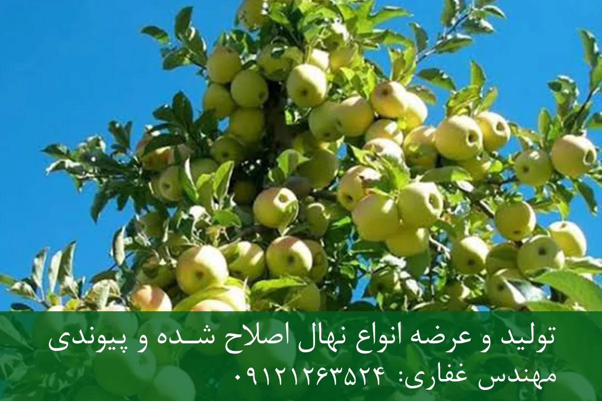 نهال سیب گلدن دلشیز پایه M7 + مناسب احداث باغ تجاری نهال سیب گلدن دلشیز پایه M7 + مناسب احداث باغ تجاری