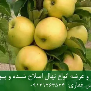 نهال سیب گلدن دلشیز پایه M9 + مناسب احداث باغ فوق متراکم