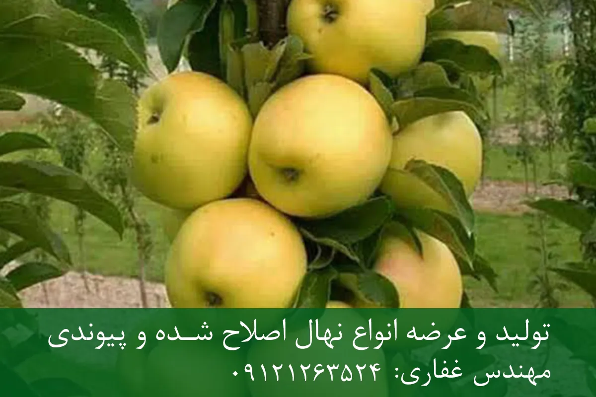 نهال سیب گلدن دلشیز پایه M9 + مناسب احداث باغ فوق متراکم نهال سیب گلدن دلشیز پایه M9 + مناسب احداث باغ فوق متراکم