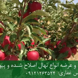 نهال سیب گلدن دلشیز پایه رویشی + مناسب احداث باغ تجاری