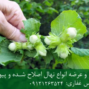 نهال فندق انیس پایه رویشی + نهال اصلاح‌شده و شناسنامه‌دار
