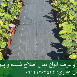 نهال فندق باتلر پایه رویشی + نهال اصلاح‌شده و شناسنامه‌دار