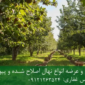 نهال فندق خوشه ای پایه رویشی + نهال اصلاح‌شده و شناسنامه‌دار